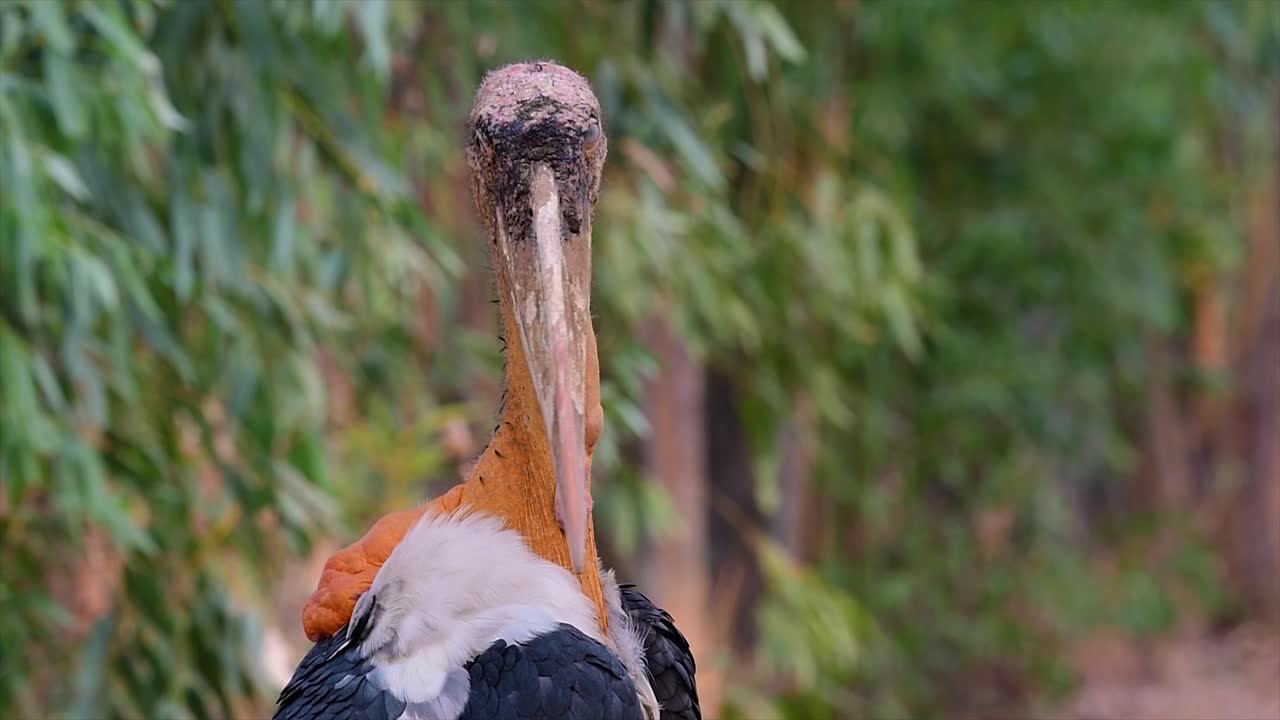 남부 아시아에서 흔히 볼 수 있는 황새과의 큰 새이며 현재 서식지 손실로 인해 멸종 위기에 처해 있습니다.