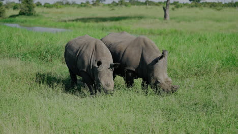 two white rhinos grazing in a savanna landscape