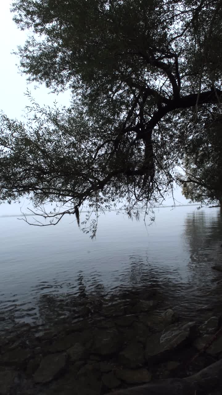 A lake view framed by tree branches, shrouded in fog, creating a monochromatic, black-and-white scene that feels quiet, mysterious, and beautifully timeless.