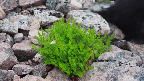 Helecho-De-Perejil-Verde-Tupido-En-La-Orilla-Rocosa