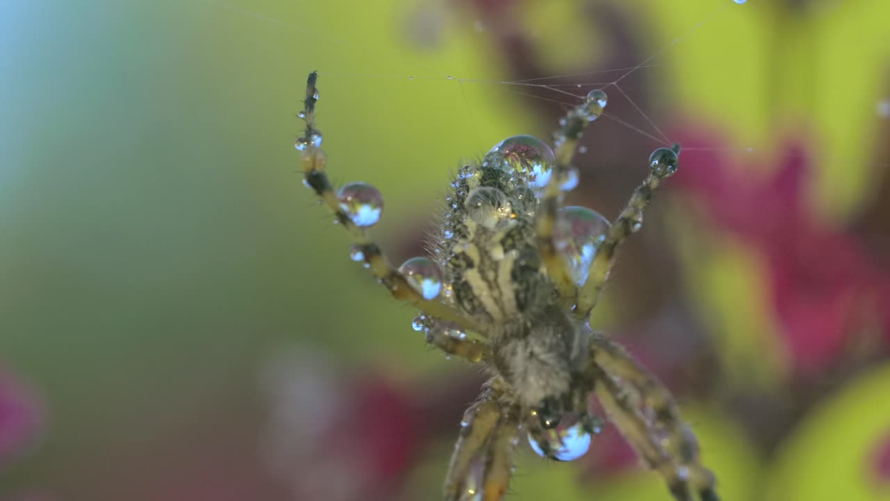 araña con gotas de rocío en la red