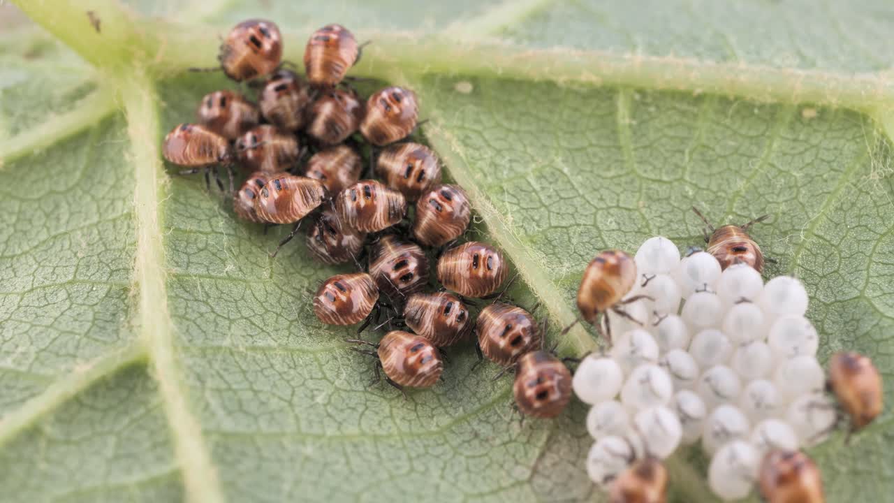 la descendencia de un escarabajo apestoso, se arrastra en una hoja de uva
