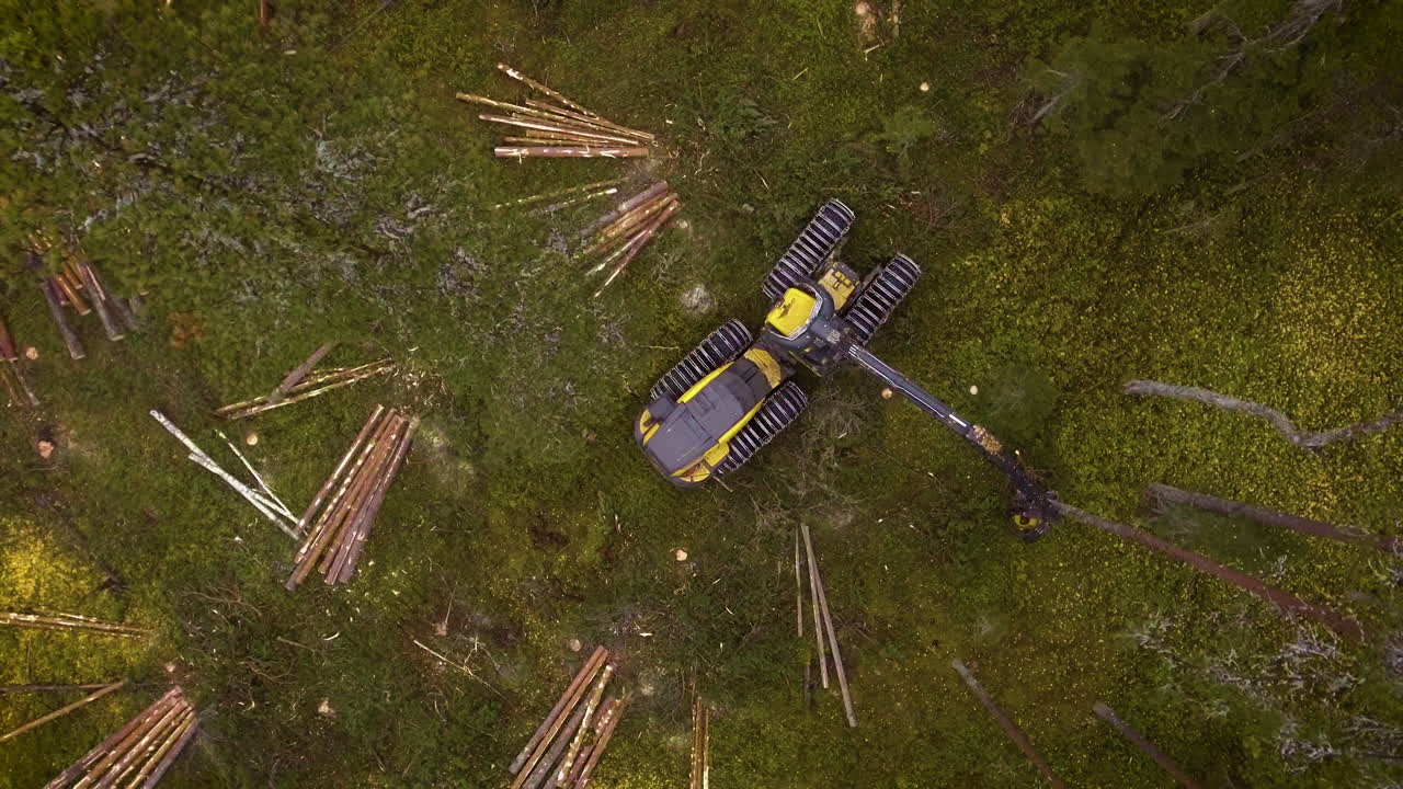 escorpión haciendo trabajo forestal