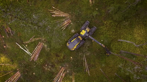 Escorpión-Haciendo-Trabajo-Forestal