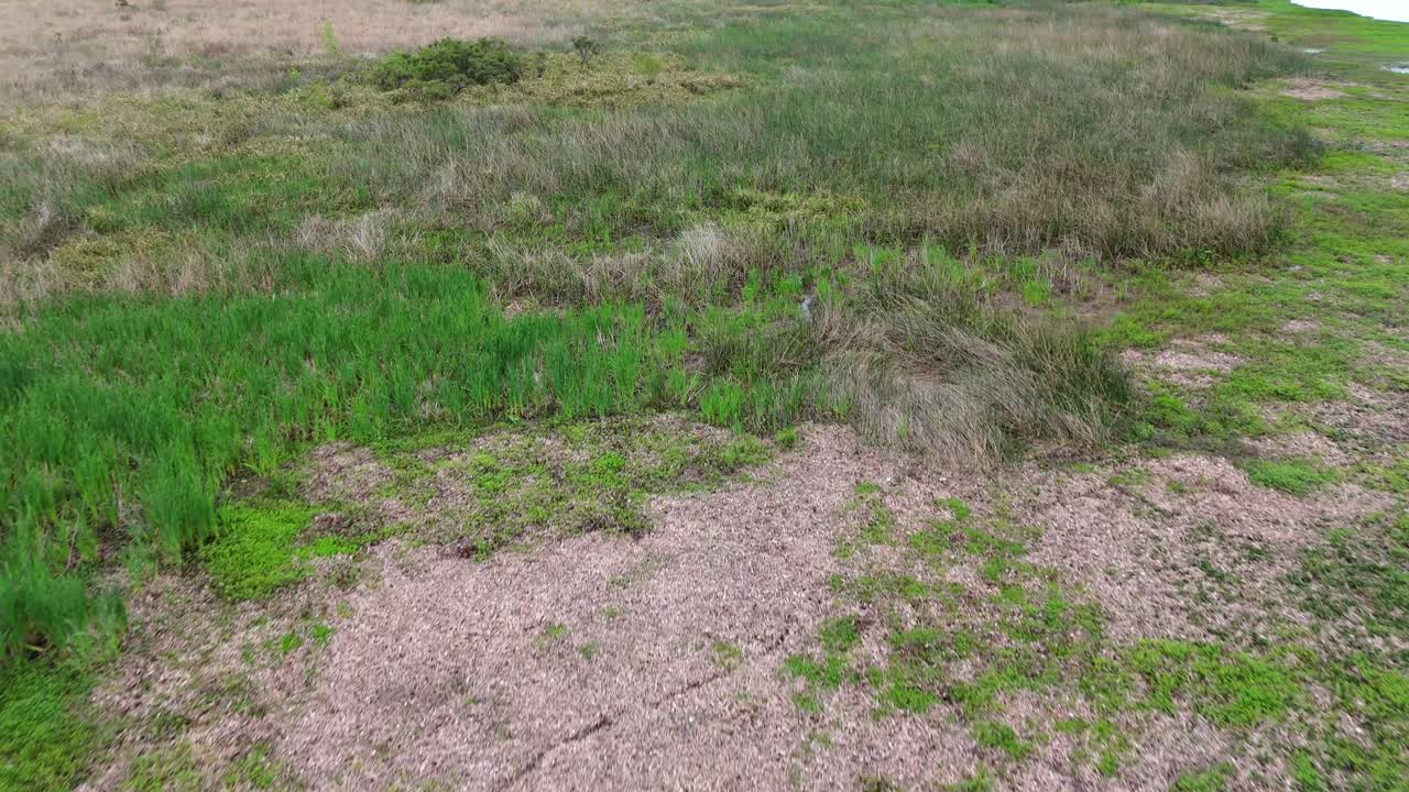 Wetlands and muddy river in Argentina Delta, serene, natural landscape