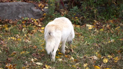 southern rocky mountain gray wolf walks obliquely away from camera viewpoint