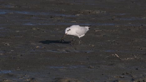 Whiskered-Tern-feeding-on-a-Crab,-Chlidonias-hybrida