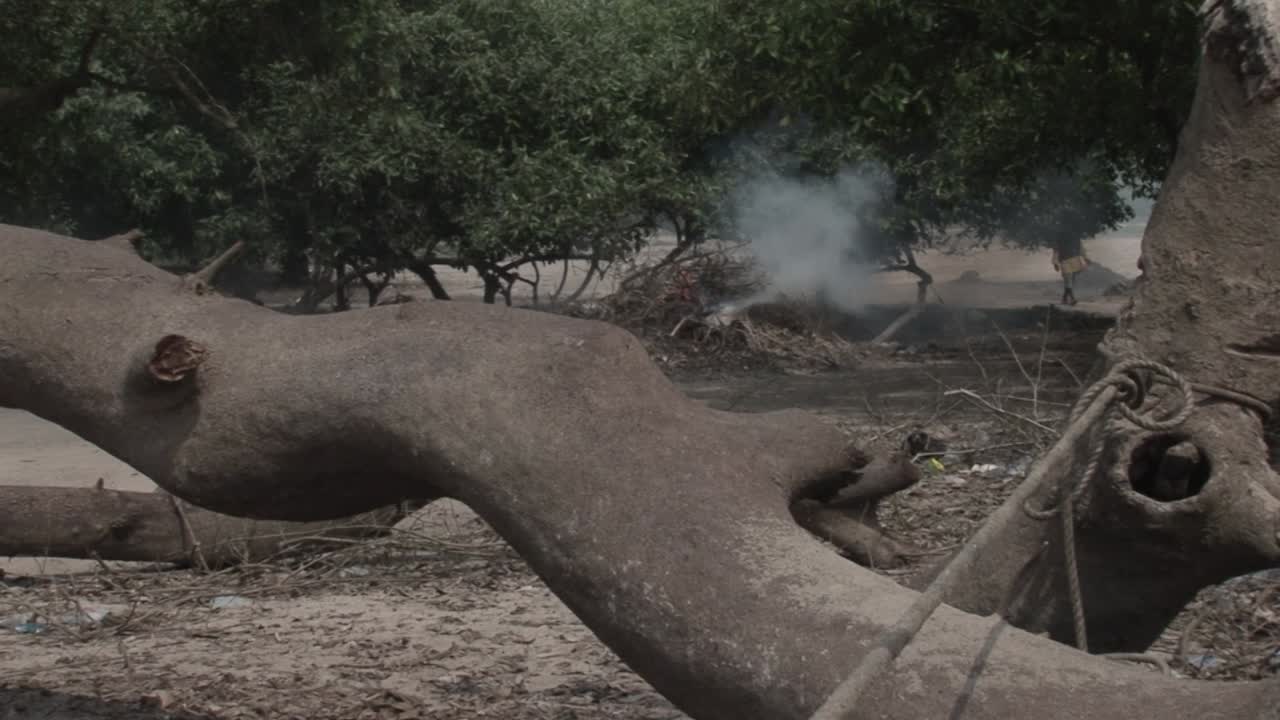 Large twisted tree trunk frames a smoky clearing near mangroves in coastal Ghana, where brush is burning and a person walks in the background, conveying rural landscape and daily activity