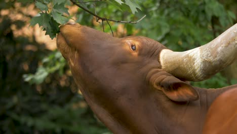 Close-up-portrait-of-an-African-longhorn-feeding-from-a-green-bush