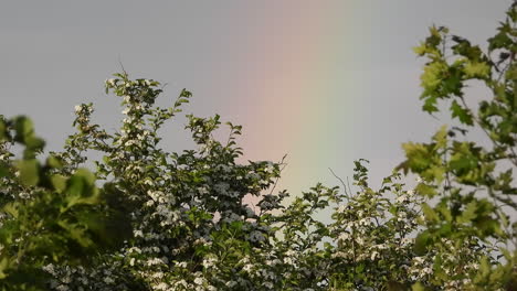 Beyond-the-oak-tree-flowers-and-foliage,-the-rainbow-colors