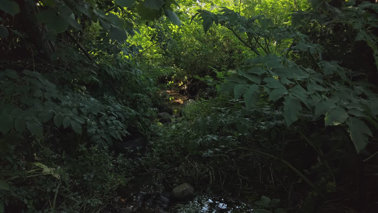 Un corso d'acqua scorre sotto gli alberi e il fogliame mentre il sole filtra.