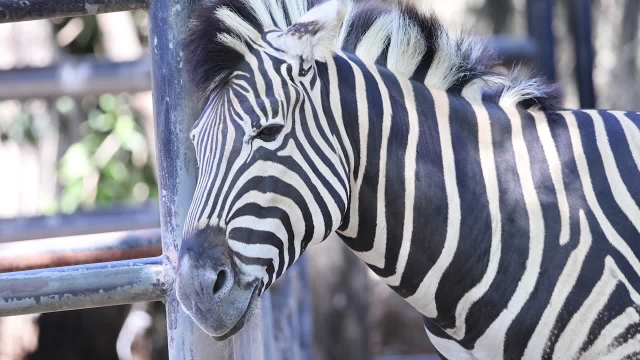 cebra interactuando con su entorno en chonburi