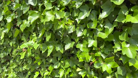 pared completamente cubierta por una enrredadera verde, luz del sol brilla en las hojas