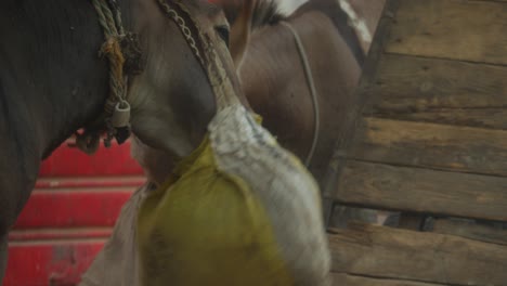 A-close-up-shot-of-two-donkeys-eating-with-bags-tied-to-their-heads