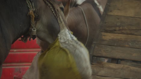 un primer plano de dos burros comiendo con bolsas atadas a la cabeza