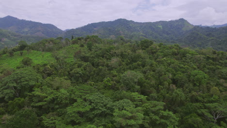 drone shot of dense forest. jungle stock videos