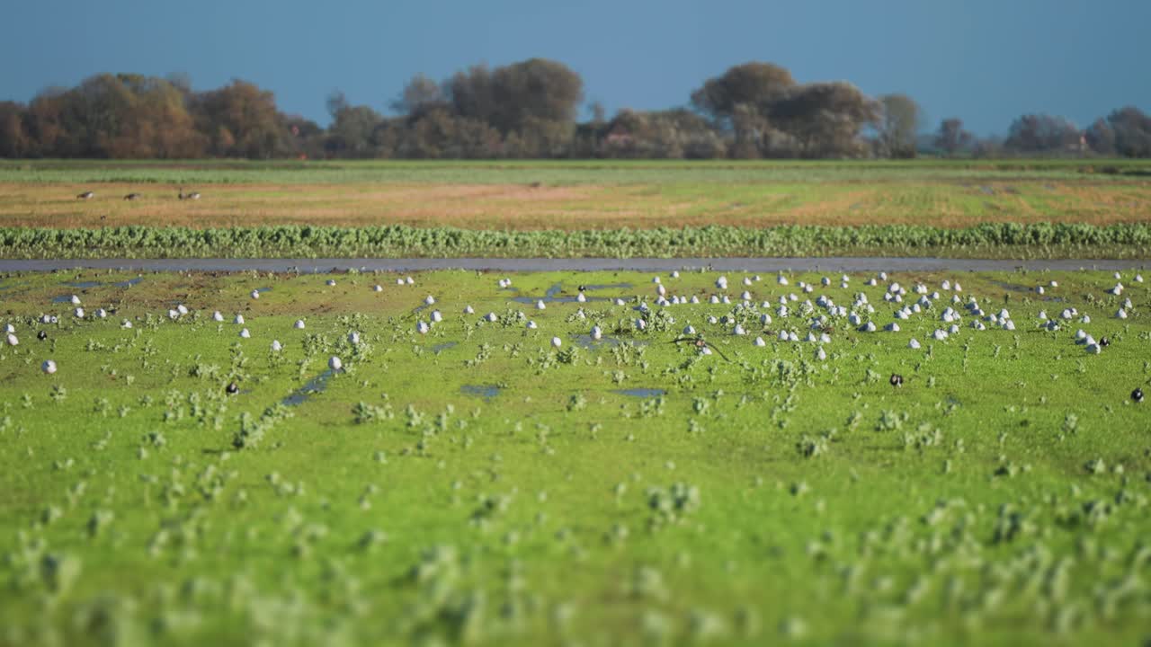 Una bandada de gaviotas en el prado inundado en la Dinamarca rural.