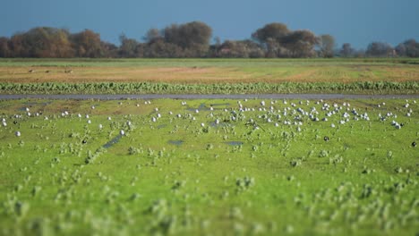 Ein-Schwarm-Möwen-Auf-Der-überfluteten-Wiese-Im-Ländlichen-Dänemark