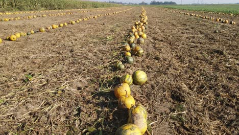 Luftaufnahme-Eines-Halloween-Kürbisfeldes-In-Ordentlichen-Reihen,-Vorbereitet-Für-Die-Ernte