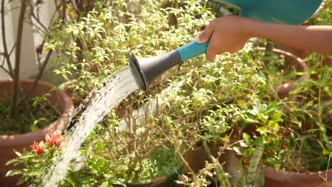 bewässerung von pflanzen in einem garten