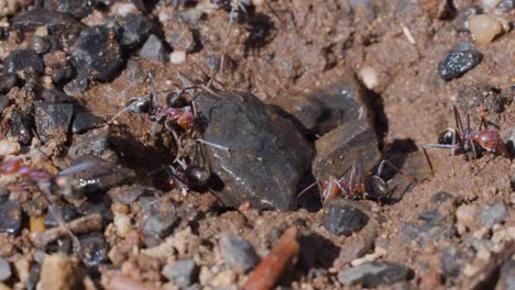 several ants actively move around a small hole in sandy soil, carrying debris and interacting in bright natural daylight with a macro perspective