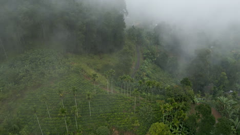 establishing aerial drone shot of hills and train line with trees and tea plantations on misty morning in ella sri lanka