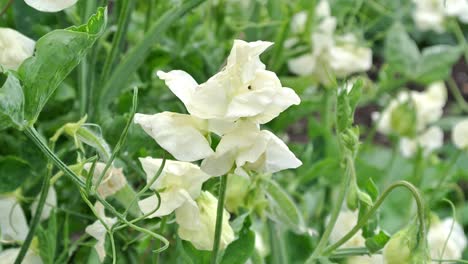 lathyrus odoratus cathy semi-grandiflora deep cream sweet pea set in an english garden