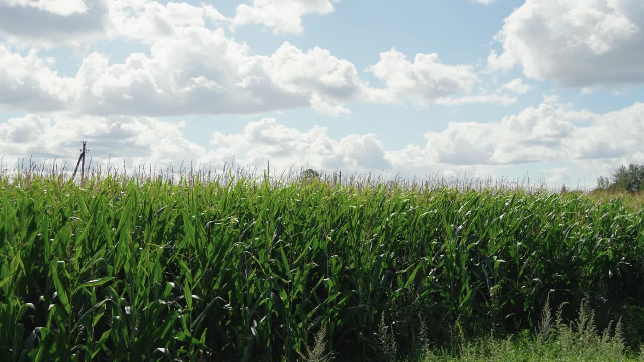 A lush green cornfield under a bright sky with fluffy clouds, capturing the beauty of agriculture and rural life. Ideal for themes related to farming, nature, crops, and summer landscapes.