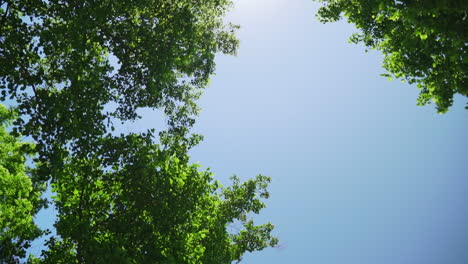 Driving-with-an-upward-shot-of-the-trees-out-of-the-sunroof-of-the-car