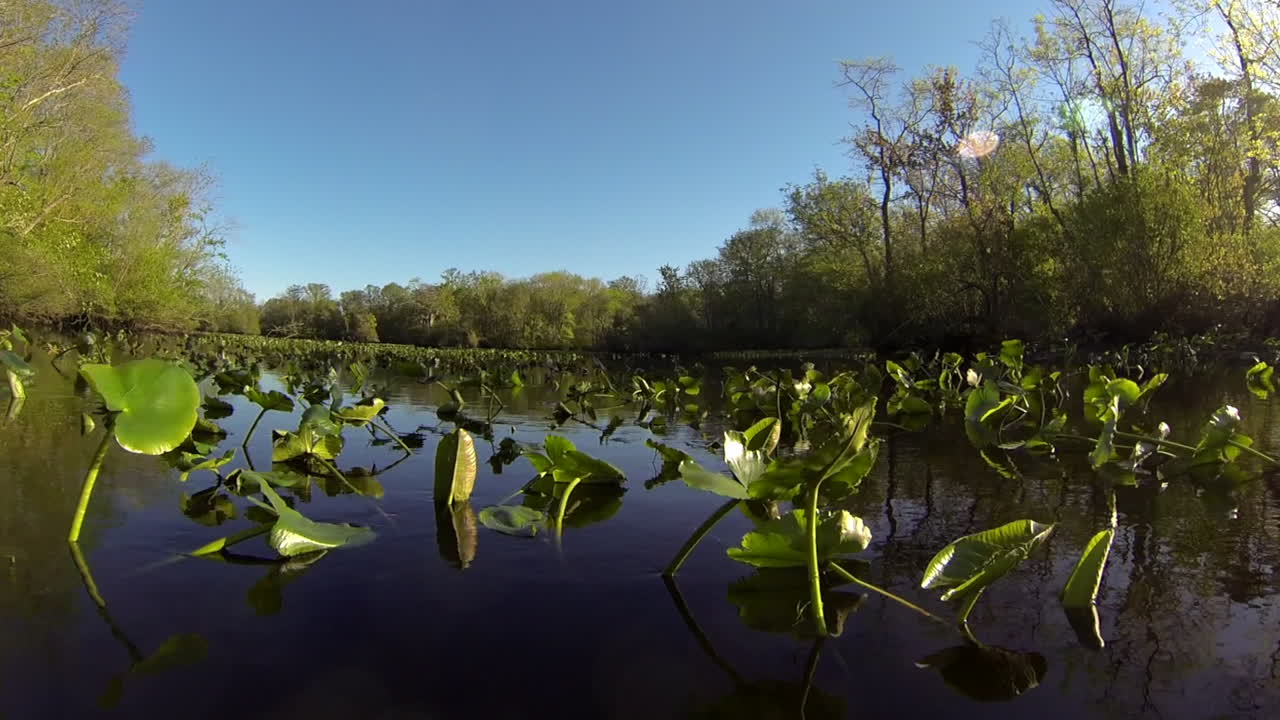 보트에 탑재된 전방 트러킹 샷은 잔잔한 물 위의 릴리 패드를 통과합니다.