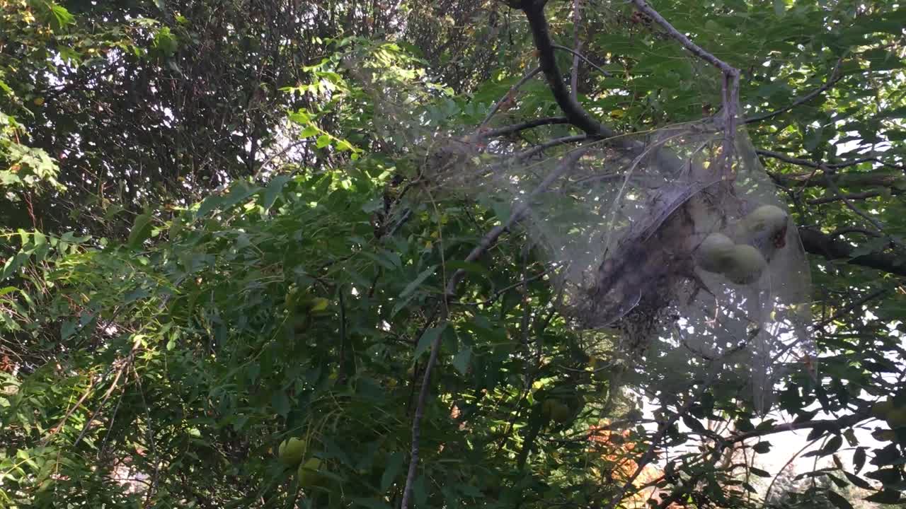 호두 나무에 지어진 동부 텐트 애벌레 둥지, 황금 비율