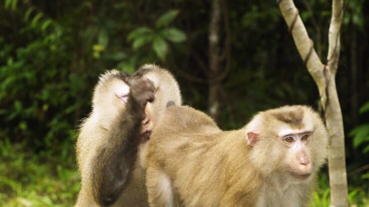 Pair of Monkey, pig tail macaque, cleaning and eating bugs from fur coat