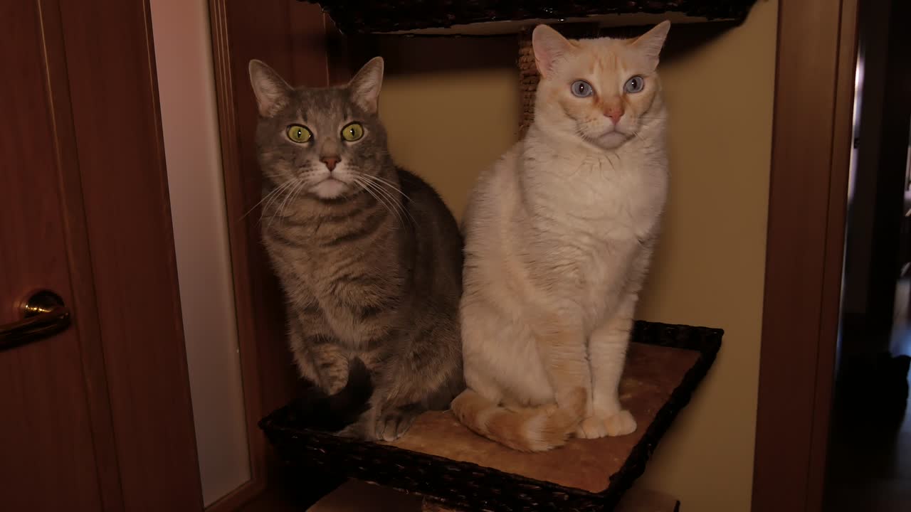 두 마리의 재미있는 고양이, 한 마리는 회색, 한 마리는 베이지색, 매혹적인 것을 보고 있습니다.