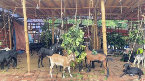 group of black and brown bengal goats munching on green leaves in a hut