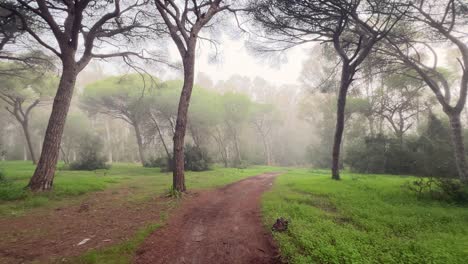 walking along a muddy trail leading into a misty forest