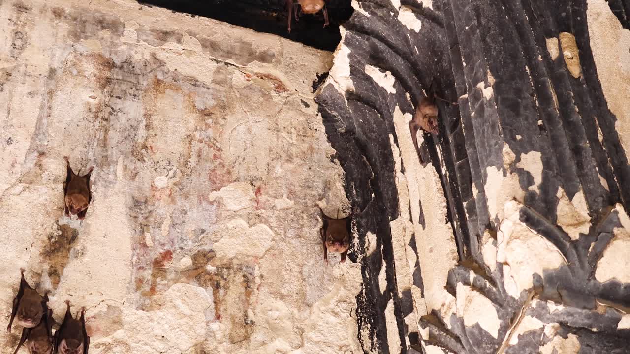 летучие мыши выходят и летают из входа в пещеру.