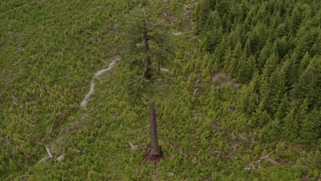 big lonely doug, canada's 2nd largest douglas fir, sounded by a second-growth tree plantation