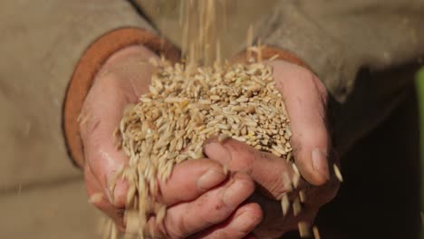 farmer inspects his crop of hands hold ripe wheat seeds.