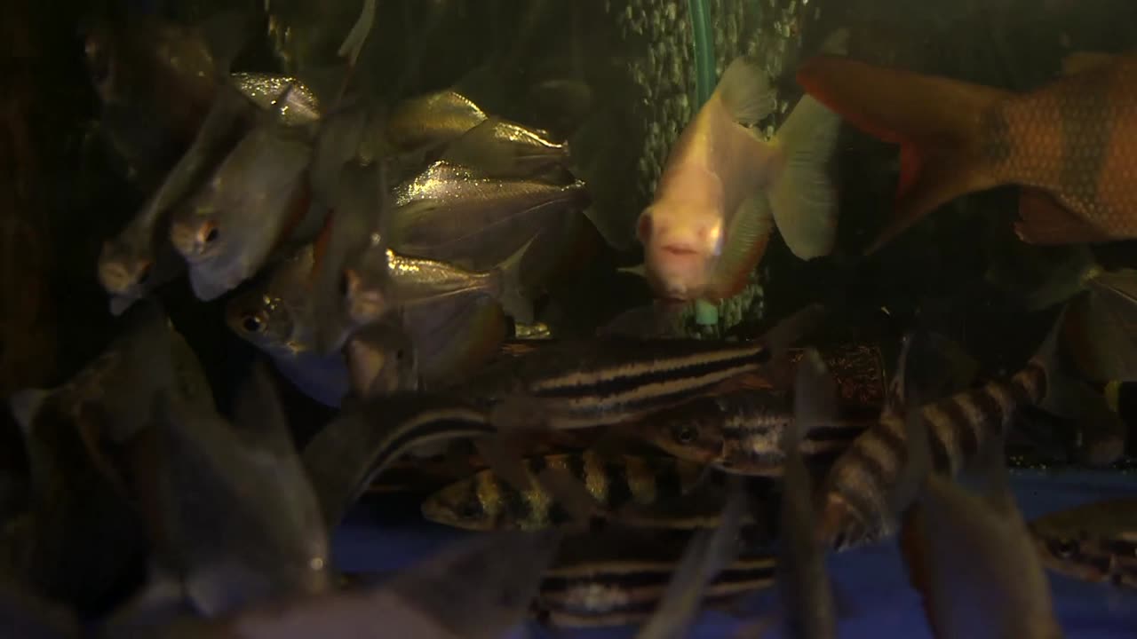 Group of various fresh water fish in aquarium in shop, ready to be bought