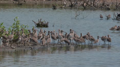 Eine-Kleine-Herde-Auf-Einer-Schlammbank-In-Einem-Marschland,-Die-Sich-Ausruht-Und-Auf-Das-Signal-Zum-Wegfliegen-Wartet,-Uferschnepfe-Limosa-Limosa,-Thailand