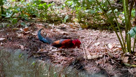 rooster in a nest