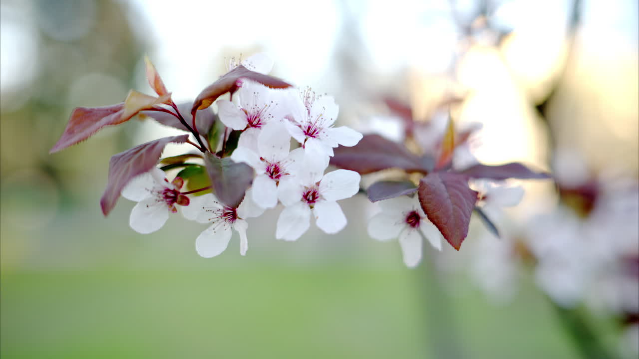 A tree branch with flowers in bloom being moved by the wind, in a park