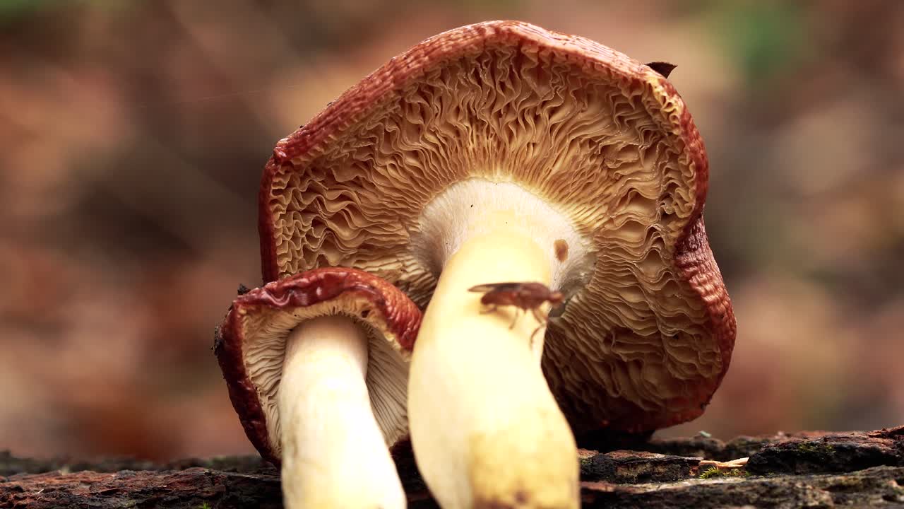 zoom de 4k hacia el secado de hongos desde una perspectiva macro