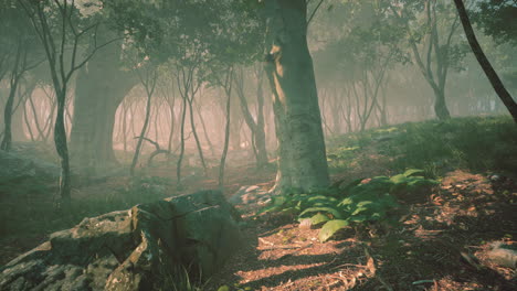 rayos de sol en un bosque en una mañana brumosa