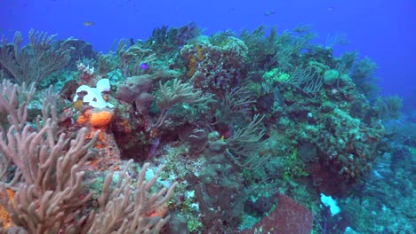 a la deriva sobre arrecifes de coral en cozumel mexico