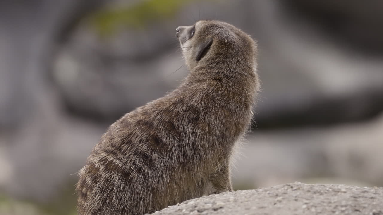 Beautiful surikata animal, close up view