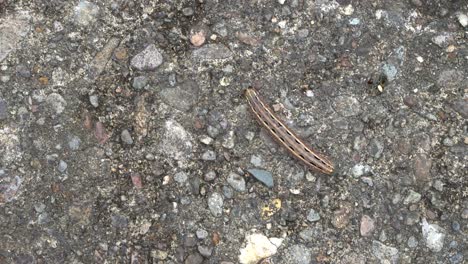 top down view of brown caterpillar crawling on concrete, spodoptera mauritia