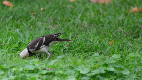 泰國黑雀 (gracupica nigricollis) 在草地上挖掘一些蟲子來吃,攝影機向左滑動