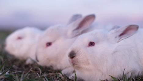 a group of little white rabbits sitting on young green grass