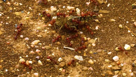 red harvester ants pogonomyrmex barbatus eating a grasshopper